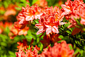 Rhododendron luteum, orange