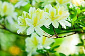 Rhododendron luteum, weiß