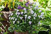 Viola cornuta, light blue