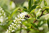 Itea virginica 'Henry´s Garnet' mit Biene