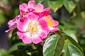 Climbing rose, pink