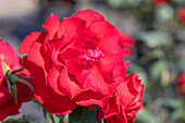 Shrub rose, red