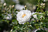 Bed rose, white