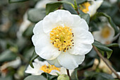 Camellia japonica, white