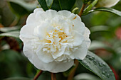 Camellia japonica, weiß
