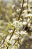 Cercis chinensis 'Shirobana'