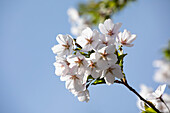 Prunus x yedoensis