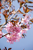 Prunus sargentii