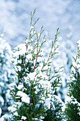 Thuja with snow