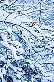 Rose hip in the snow