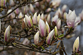 Magnolia x soulangiana 'Alba Superba'