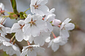 Prunus x yedoensis