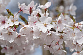 Prunus x yedoensis