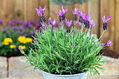 Lavandula stoechas