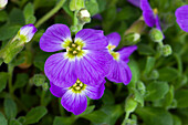 Aubrieta x cultorum, blue violet