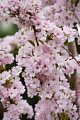 Prunus serrulata 'Amanogawa'