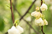 Halesia carolina