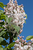 Syringa vulgaris, white