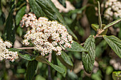 Viburnum rhytidophyllum