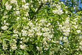 Staphylea colchica