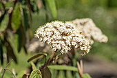 Viburnum rhytidophyllum