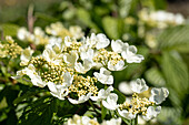 Viburnum plicatum 'Mariesii'