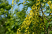 Laburnum watereri 'Vossii'