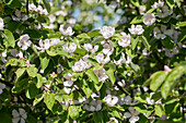 Cydonia oblonga 'Konstantinopeler Apfelquitte' (Constantinople apple quince)