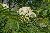 Sorbus 'Dodong'