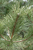 Pinus parviflora