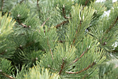 Pinus