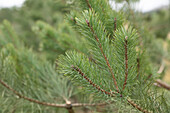 Pinus