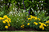 Gaura lindheimeri, white