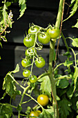 Solanum lycopersicum 'Cocktail Tomato