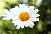 Argyranthemum frutescens, white