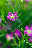 Gypsophila muralis