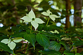 Cornus kousa