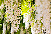 Wisteria sinensis 'Alba'