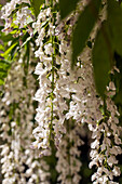 Wisteria sinensis 'Alba'