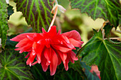 Begonia