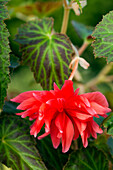 Begonia