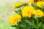 Coreopsis grandiflora, double, filled