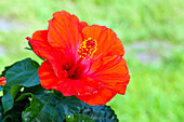 Hibiscus rosa-sinensis, rot