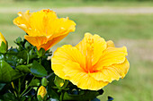 Hibiscus rosa-sinensis, yellow