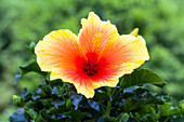 Hibiscus rosa-sinensis