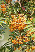 Sorbus aucuparia 'Autumn Spire'®