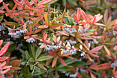 Berberis julianae