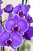 Phalaenopsis 'Royal Purple'