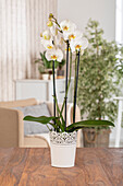 Phalaenopsis, white