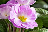 Primula vulgaris 'Milkshake'